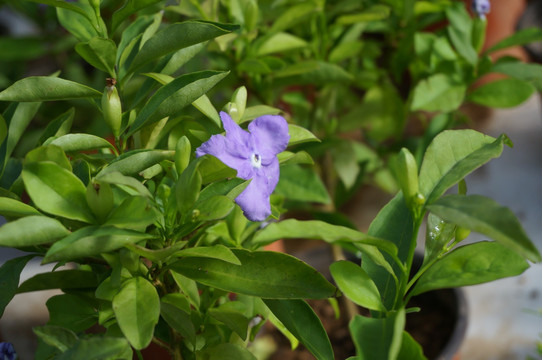 鸳鸯茉莉花