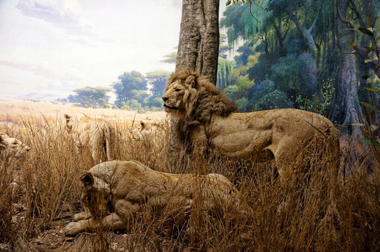 狮子 标本