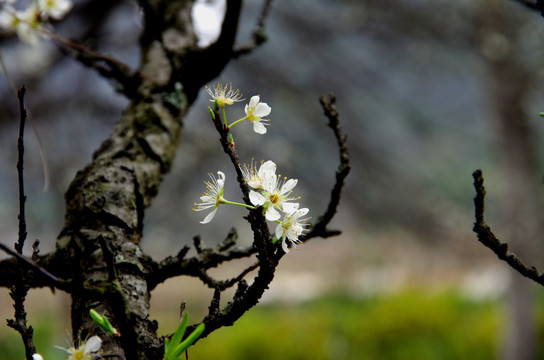 李花