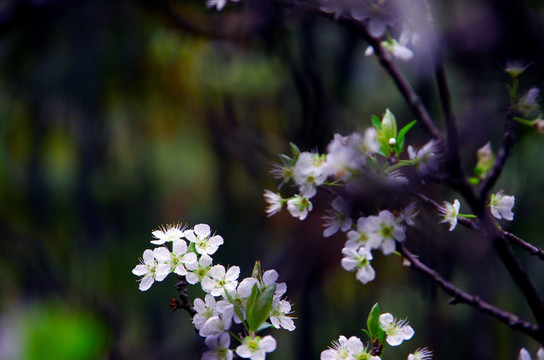 洁白 花卉