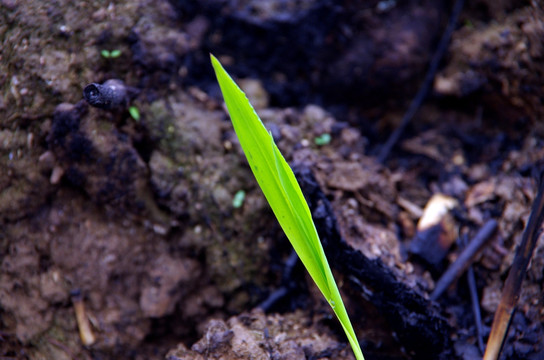 绿草 小草