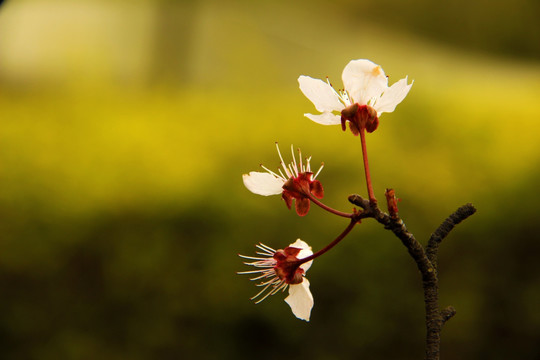 红叶李花