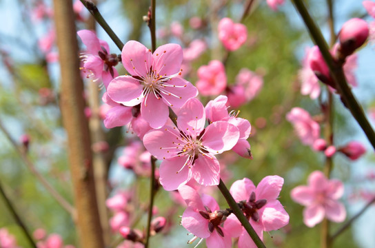 桃花