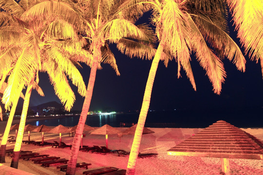 海滨椰子树夜景