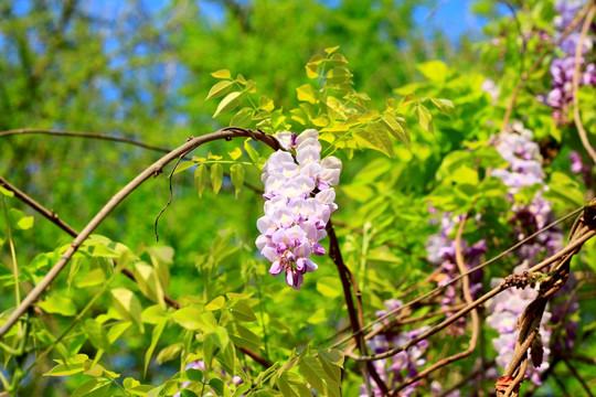 树花