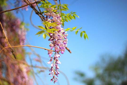 树花
