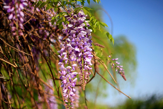 树花