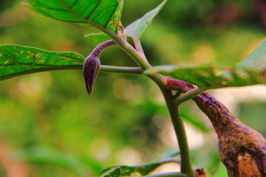 茄子花