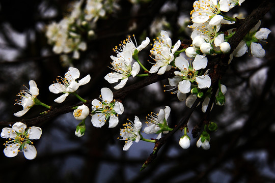 李子花