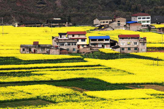 油菜花