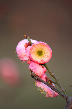 梅花