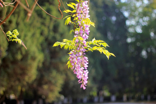树花