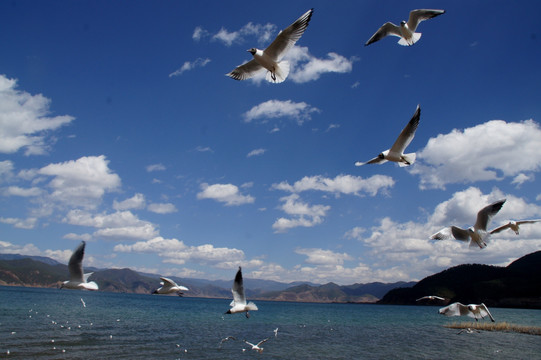 泸沽湖 海鸥