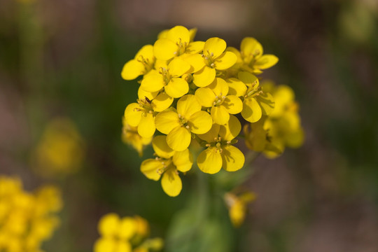 油菜花 金黄 花卉 特写 静物