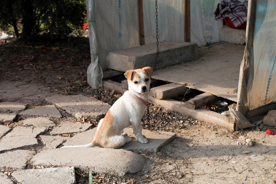 宠物犬 狗