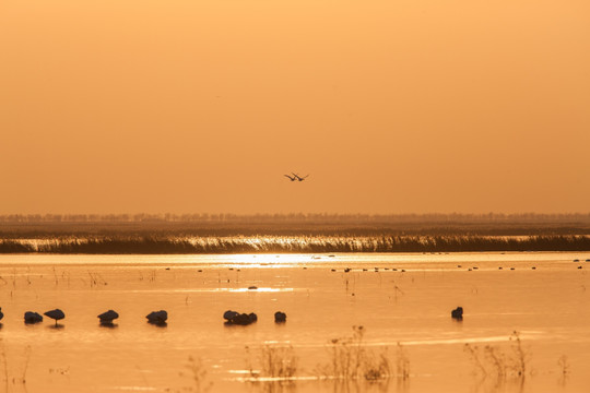 湿地日落 金黄色 天鹅 剪影