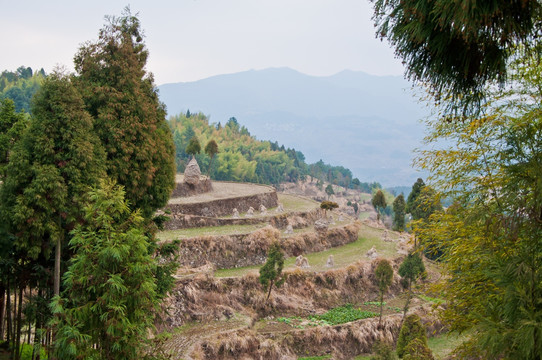 梯田 竹林