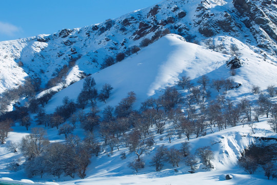雪景 树林