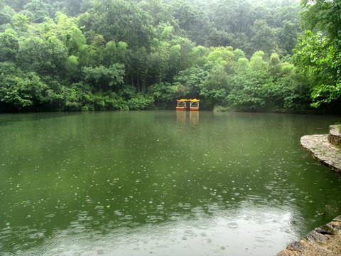 雨季湖竹