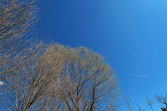 柳树 天空