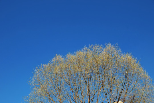 柳树树冠 天空