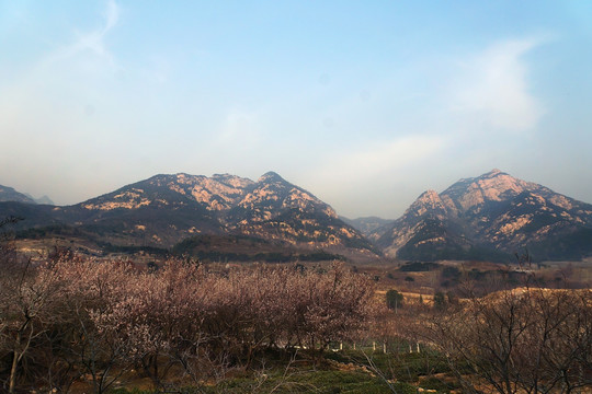 樱花基地