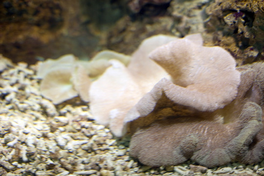 连云港 海底世界 珊瑚