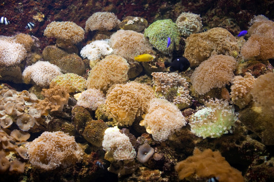 海底世界 海洋生物 珊瑚