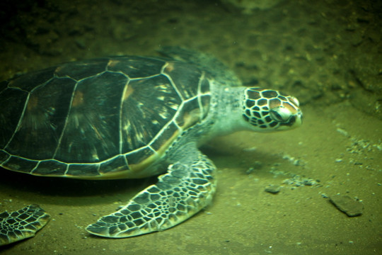 海底世界 海洋动物 海龟