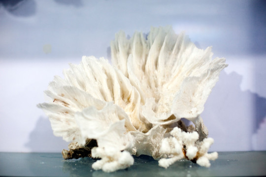 海底世界 水族馆 珊瑚