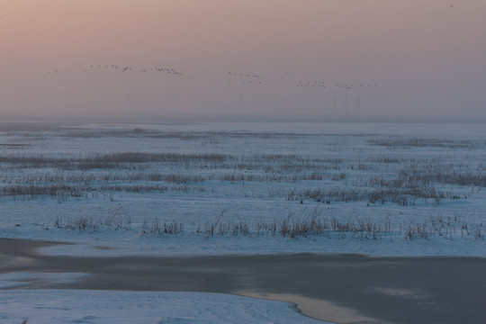湿地雪景 芦苇荡 野鸭子 晨雾