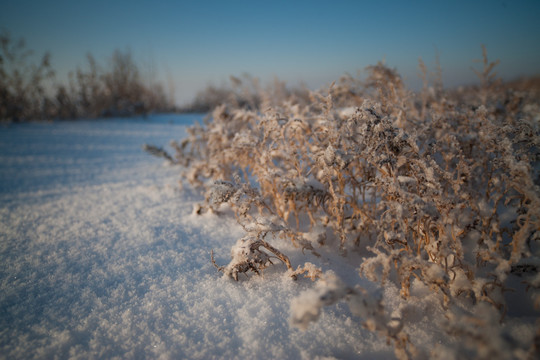 雪地魅影 杂草丛生 冰霜 霜花