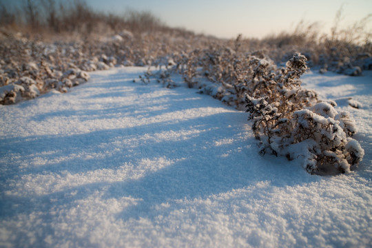 雪地魅影 杂草丛生 冰霜 霜花