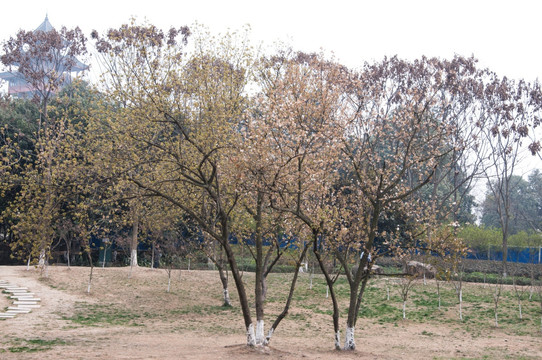 樱花树