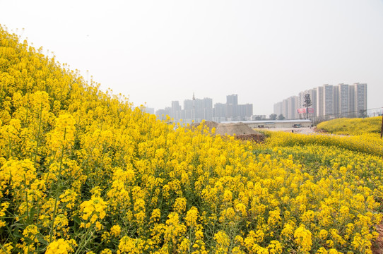 成都平原油菜花