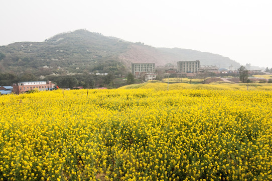 成都平原油菜花