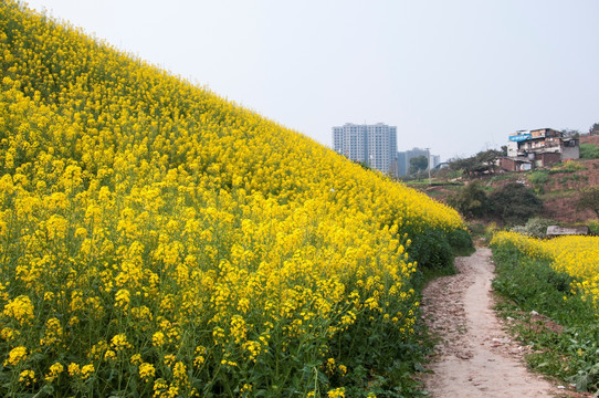 油菜花