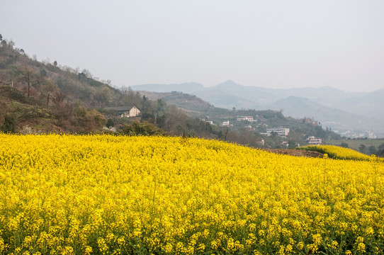 成都平原油菜花