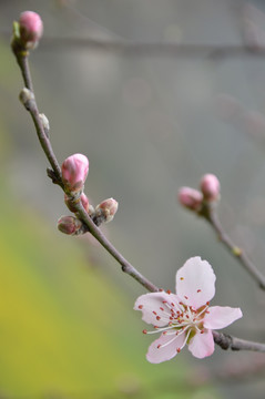 桃花