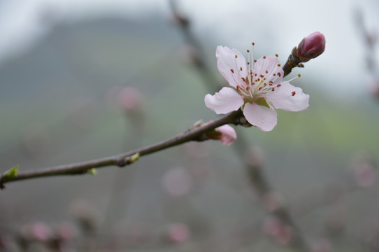 桃花