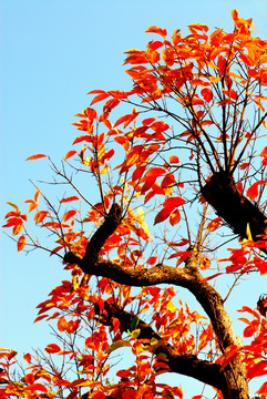 秋日蓝天下的天金色树木