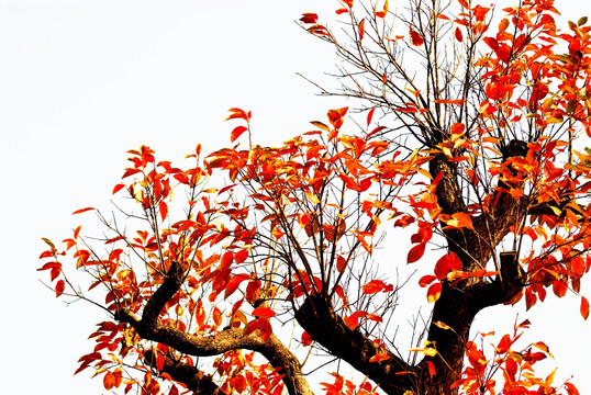 秋天金色树木