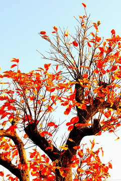 秋天金色树木