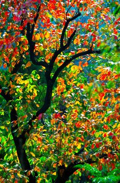 暖色调油画风格秋天柿子树风景
