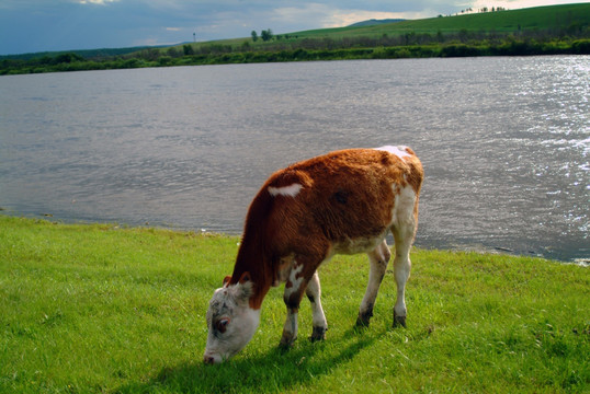 河边吃草的小牛