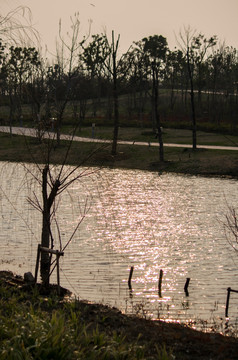 太湖边的湿地公园