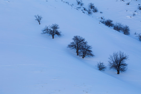 雪山 树林