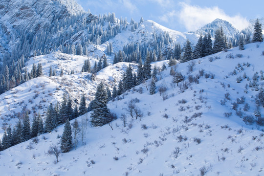 雪山 森林
