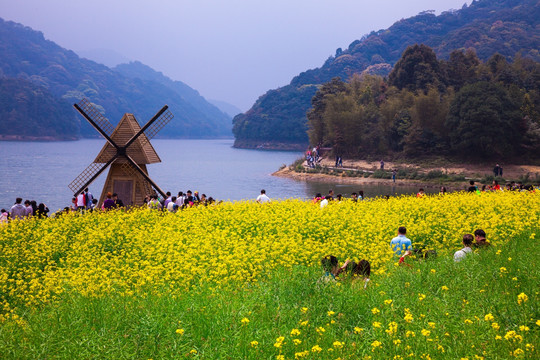 油菜花