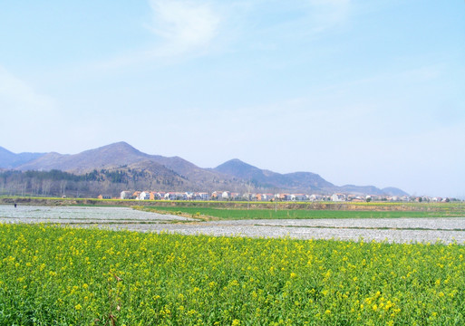 开满油菜花的田野